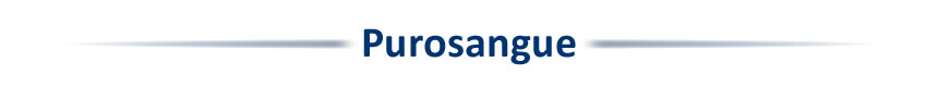 Purosangue